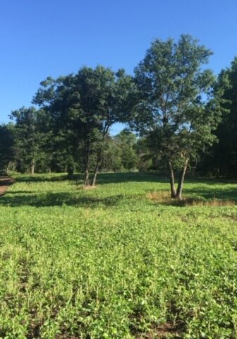 Field edges planted to have quality forage once the crops have been harvested or go dormant.